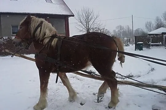2-letnia klacz zimnokrwista