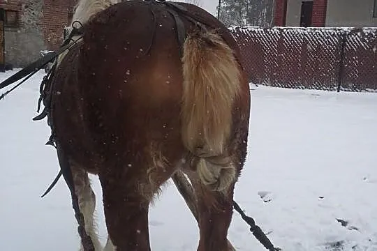 2-letnia klacz zimnokrwista