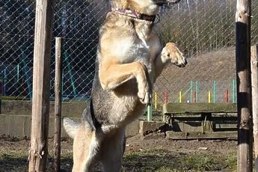 Aksa - piękna, młoda, długonoga :),  warmińsko-maz