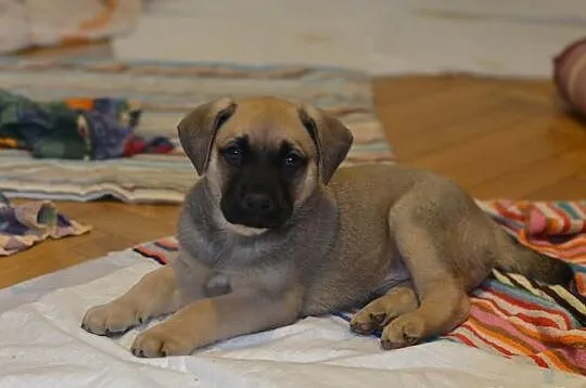Szczeniak do adopcji