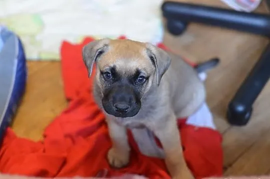 Szczeniak do adopcji