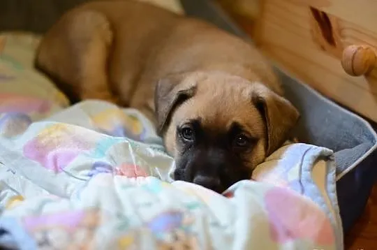 Szczeniak do adopcji