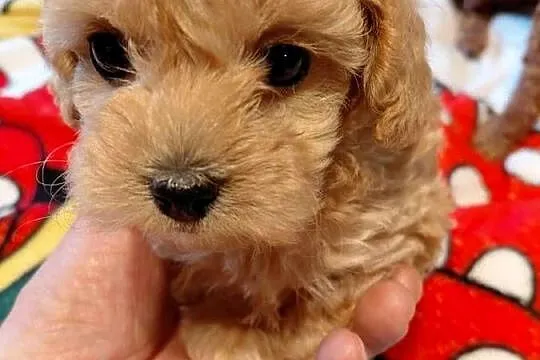 Maltipoo - sunia biszkoptowa