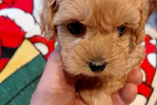 Maltipoo - sunia biszkoptowa, Mazowieckie, Wyszków