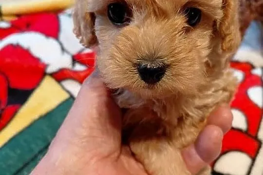 Maltipoo - sunia biszkoptowa, Mazowieckie, Wyszków