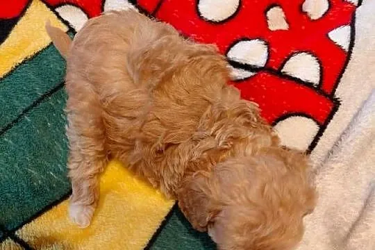Maltipoo - sunia biszkoptowa, Mazowieckie, Wyszków