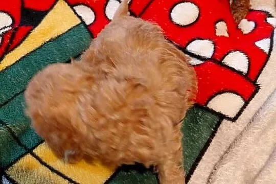 Maltipoo - sunia biszkoptowa, Mazowieckie, Wyszków