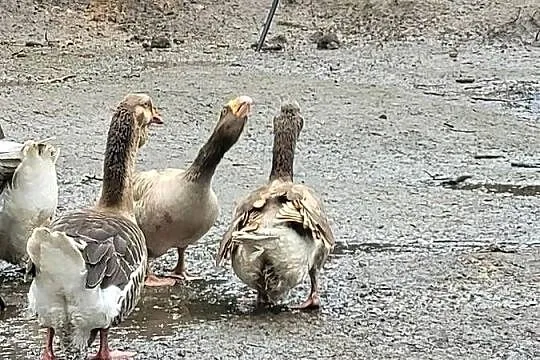 Gęsi bojowe tuluskie, Lubuskie, Zielona Góra