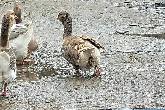 Gęsi bojowe tuluskie, Lubuskie, Zielona Góra