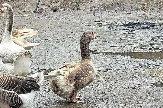 Gęsi bojowe tuluskie, Lubuskie, Zielona Góra