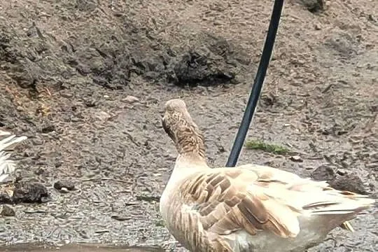 Gęsi bojowe tuluskie, Lubuskie, Zielona Góra