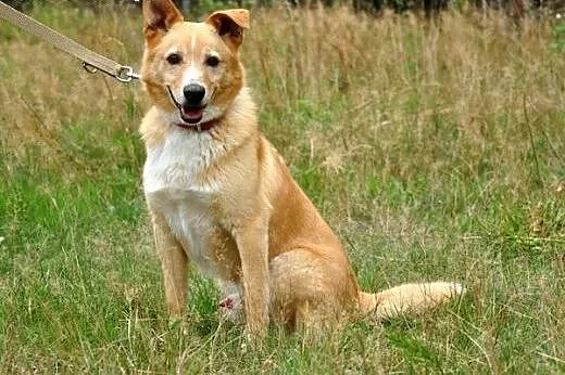 Gofer - młody, ładny pies :),  warmińsko-mazurskie