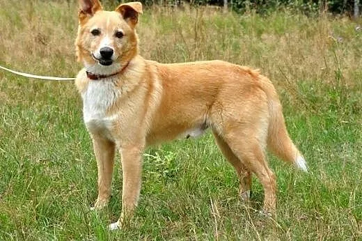 Gofer - młody, ładny pies :),  warmińsko-mazurskie