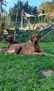 Wystawowe szczenięta FCI Rhodesian Ridgeback - Szkolenie gratis - linie afrykańskie, , Kraków