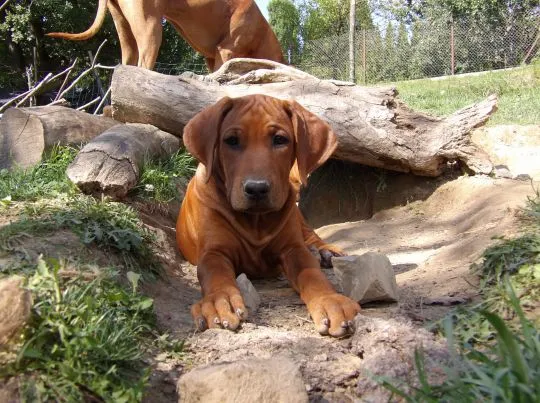 Wystawowe szczenięta FCI Rhodesian Ridgeback - Szkolenie gratis - linie afrykańskie, , Kraków