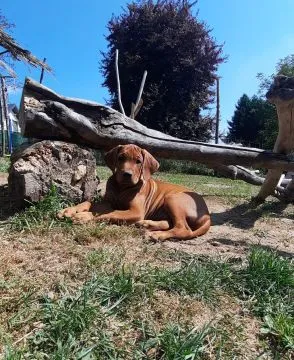 Wystawowe szczenięta FCI Rhodesian Ridgeback - Szkolenie gratis - linie afrykańskie, , Kraków