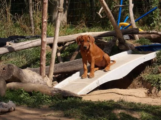 Wystawowe szczenięta FCI Rhodesian Ridgeback - Szkolenie gratis - linie afrykańskie, , Kraków