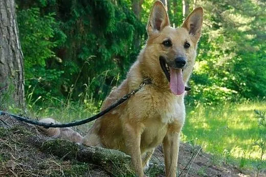 Kaja - sunia na medal szuka domu,  warmińsko-mazurskie Olsztyn