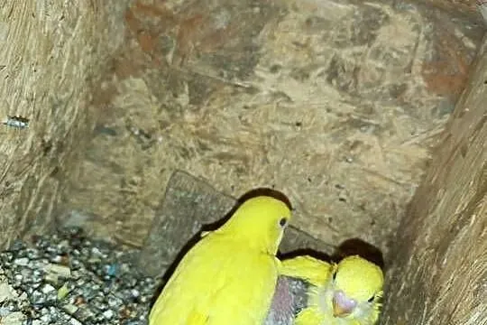 Sprzedam papugi faliste do ręcznego karmienia