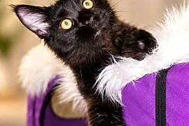 Sultan kocurek Maine Coon Black Solid