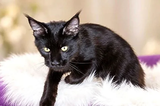 Sultan kocurek Maine Coon Black Solid, Wielkopolskie, Poznań