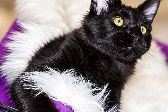 Sultan kocurek Maine Coon Black Solid, Wielkopolskie, Poznań