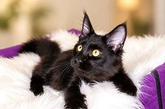Sultan kocurek Maine Coon Black Solid, Wielkopolskie, Poznań