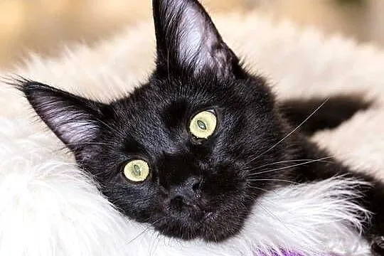 Sultan kocurek Maine Coon Black Solid, Wielkopolskie, Poznań