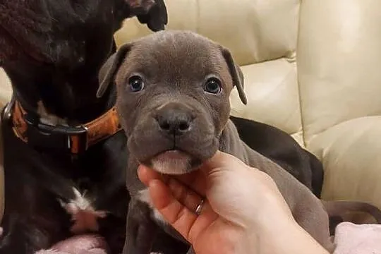 Amstaff - szczenię w  kolorze Blue, Gafit i Black!