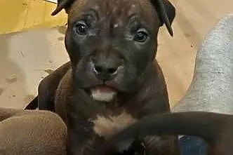 Amstaff - szczenię w  kolorze Blue, Gafit i Black!, Podkarpackie, Rzeszów