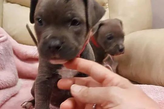 Amstaff - szczenię w  kolorze Blue, Gafit i Black!, Podkarpackie, Rzeszów