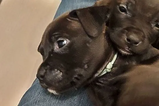 Amstaff - szczenię w  kolorze Blue, Gafit i Black!, Podkarpackie, Rzeszów