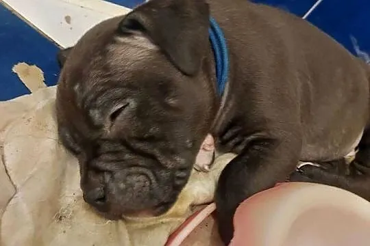 Amstaff - szczenię w  kolorze Blue, Gafit i Black!, Podkarpackie, Rzeszów