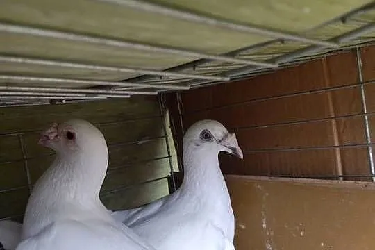 Staropolskie sprzedam parę, Łódzkie, Pajęczno