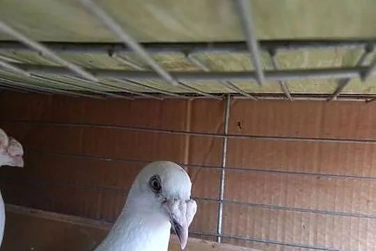 Staropolskie sprzedam parę, Łódzkie, Pajęczno