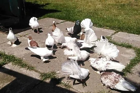 Gołębie Ozdobne, Śląskie, Blachownia