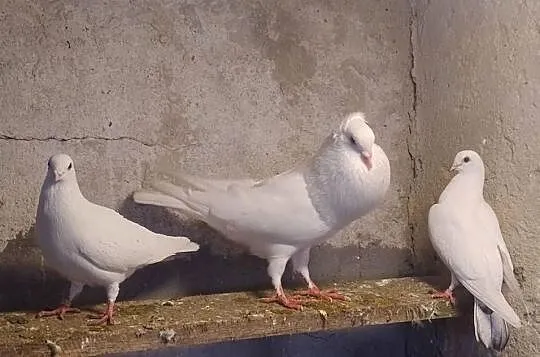 Gołębie Ozdobne, Śląskie, Blachownia