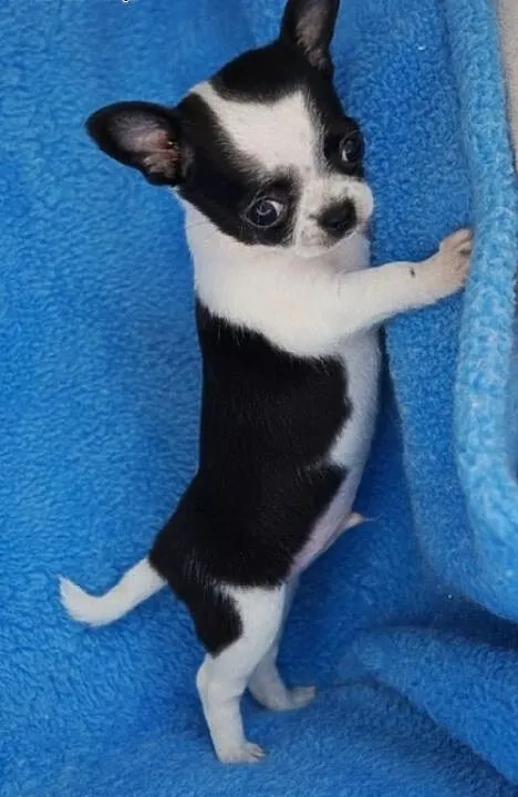 Sliczne maluszki, chihuahua z rodowodem ZKwP / FCI