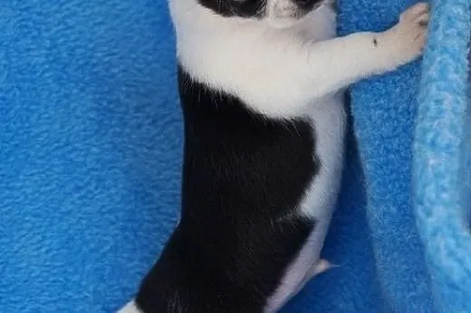 Sliczne maluszki, chihuahua z rodowodem ZKwP / FCI