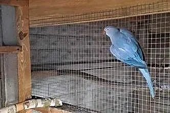 Sprzedam papugi rozelle aleksandretty nierozłączki, Mazowieckie, Kuczki-Kolonia