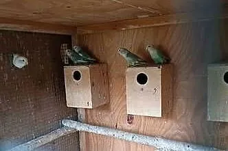 Sprzedam papugi rozelle aleksandretty nierozłączki, Mazowieckie, Kuczki-Kolonia