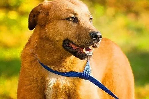 MISIO - piękny, 3 letni duży psiak do adopcji,  ma