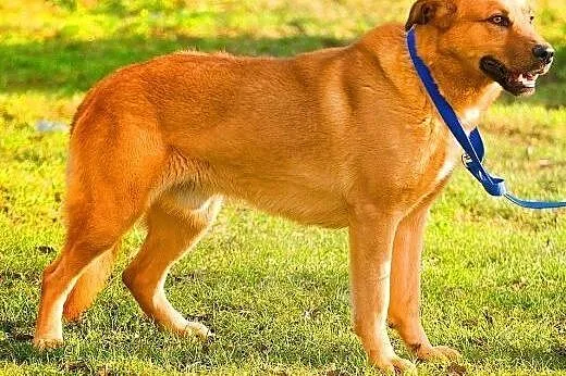 MISIO - piękny, 3 letni duży psiak do adopcji,  ma