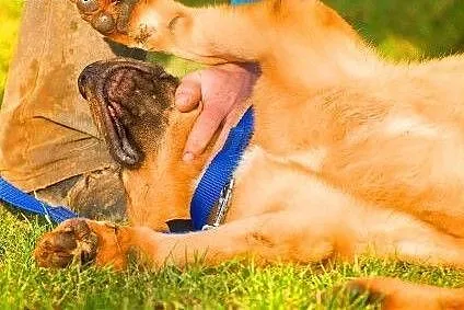 MISIO - piękny, 3 letni duży psiak do adopcji,  ma