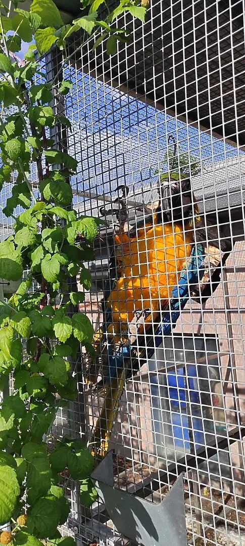 Ara Ararauna samczyk, Podkarpackie, Łańcut