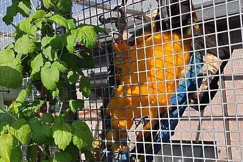 Ara Ararauna samczyk, Podkarpackie, Łańcut