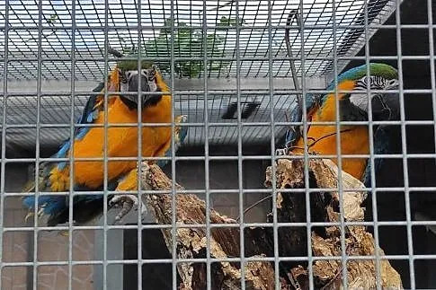 Ara Ararauna samczyk, Podkarpackie, Łańcut