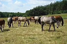 Konie huculskie w programie ochrony, Siemiatycze