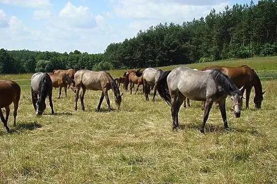 Konie huculskie w programie ochrony