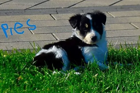 Border Colie, Wielkopolskie, Jarocin